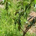 Mangifera indica Blatt