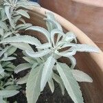 Salvia apiana Blatt