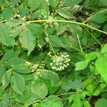 Aralia hispida Hábitos