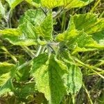 Physalis heterophylla Lehti