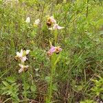 Ophrys apiferaപുഷ്പം