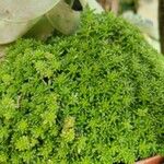 Sedum japonicum Hoja