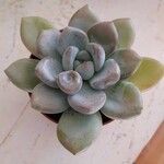 Pachyphytum bracteosum পাতা