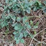 Teucrium divaricatum Feuille