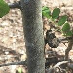 Dalbergia melanoxylon Bark