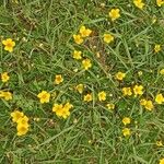 Oxalis bisfracta Çiçek