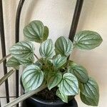 Peperomia albovittata Hostoa