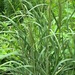 Panicum dichotomiflorum Blatt