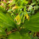 Calanthe tetragona Flower