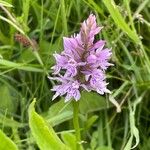 Dactylorhiza fuchsii 花