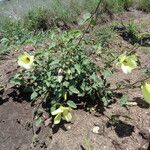 Hibiscus lunariifolius Hábito