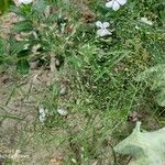 Eragrostis unioloides Blatt