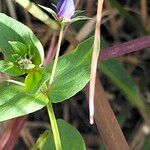 Lysimachia monelli Leaf