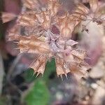 Salvia lyrata Fruit