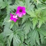 Geranium psilostemon ഇല