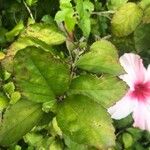 Hibiscus genevii Foglia