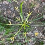 Cyperus laxus Yaprak