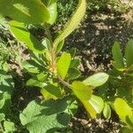 Arbutus andrachne Лист