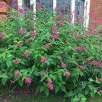 Salvia involucrata Blüte