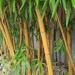 Phyllostachys aurea Casca