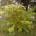 Cornus sanguinea Buveinė