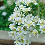 Saxifraga hostii Fula