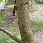 Alangium platanifolium Corteza