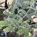 Mentha longifolia Fuelha