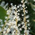 Reynoutria × bohemica Flor