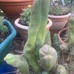 Echinopsis lageniformis Hoja