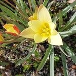 Tulipa clusiana Žiedas