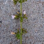 Clinopodium nepeta Květ