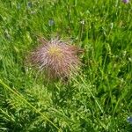 Pulsatilla alpinaVirág