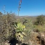 Kalanchoe grandidieri Natur