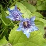 Gentiana asclepiadea Fleur