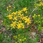 Senecio ampullaceus Flower