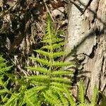 Athyrium filix-femina Deilen