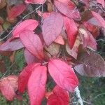 Cotoneaster zabelii ഇല