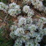 Paronychia argentea Flors