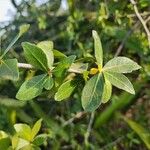 Commiphora madagascariensis 葉