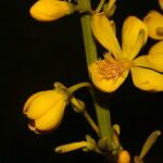 Cespedesia spathulata Квітка