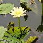 Nymphaea ampla 花