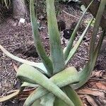 Aloe percrassa ഇല