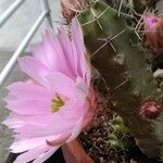 Echinocereus pentalophus Leaf