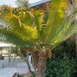 Cycas rumphii Natur