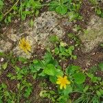 Ranunculus bullatus ফুল