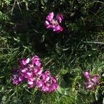 Pedicularis cenisia Flower