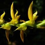 Bulbophyllum bidenticulatum Çiçek