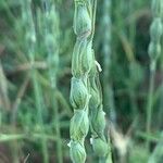 Aegilops ventricosa Květ