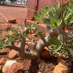 Pachypodium rosulatum Folla